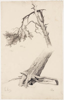 KT 1151
<br/>
Studies van een den
<br/>
<em>Bastert, Nicolaas (1854-1939)</em>